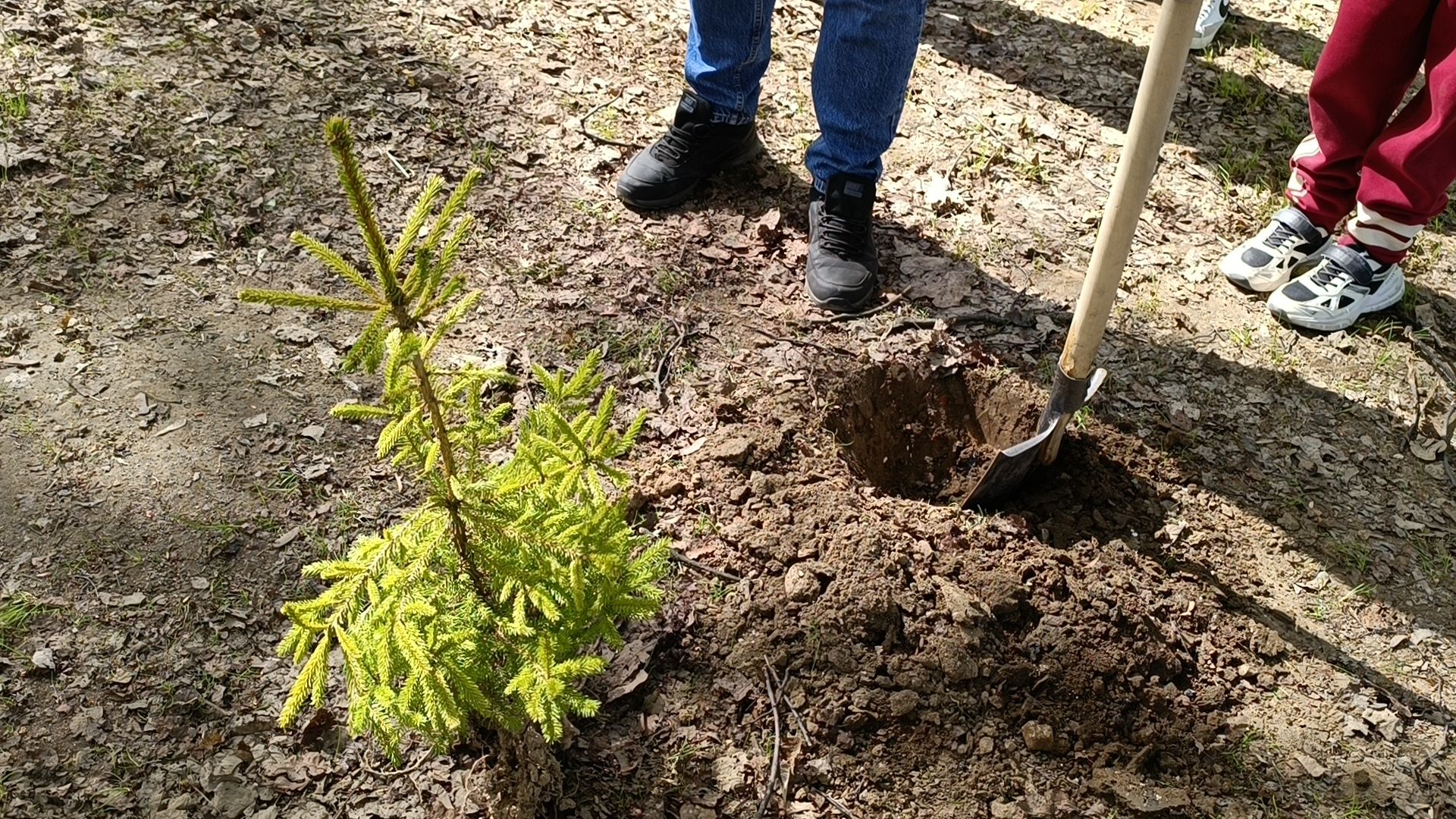 экология, деревья, лобня,