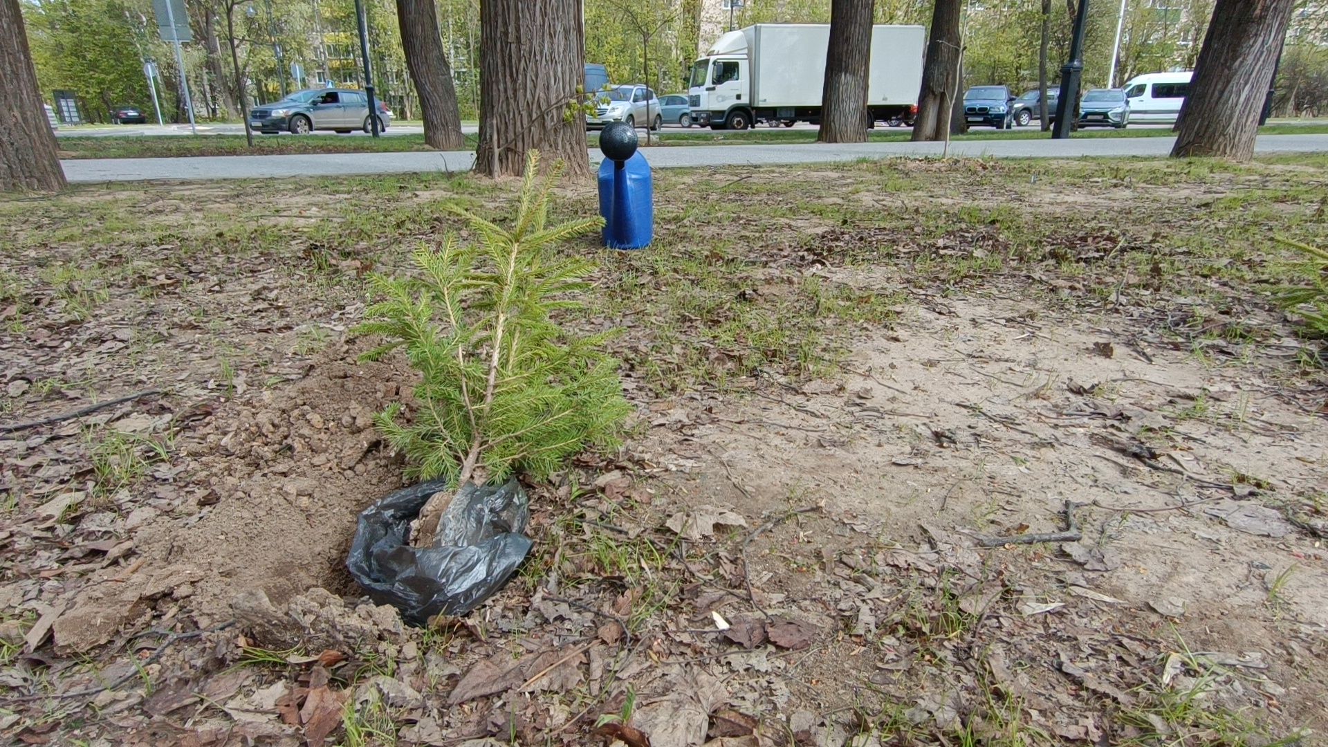 экология, деревья, лобня,