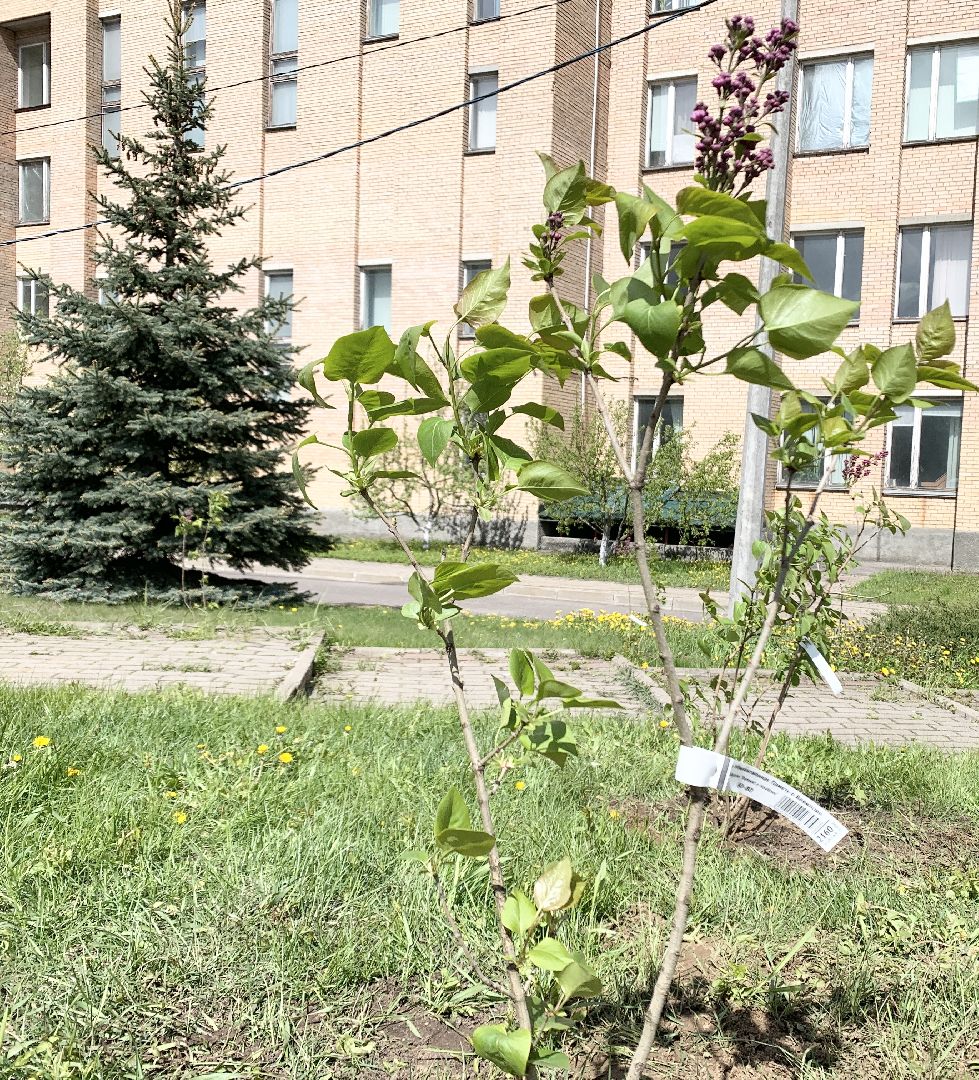 Балашиха, Подмосковье, День Победы, Сиреневый парк Победы 2024, аллея памяти, сиреневая аллея, митинг,