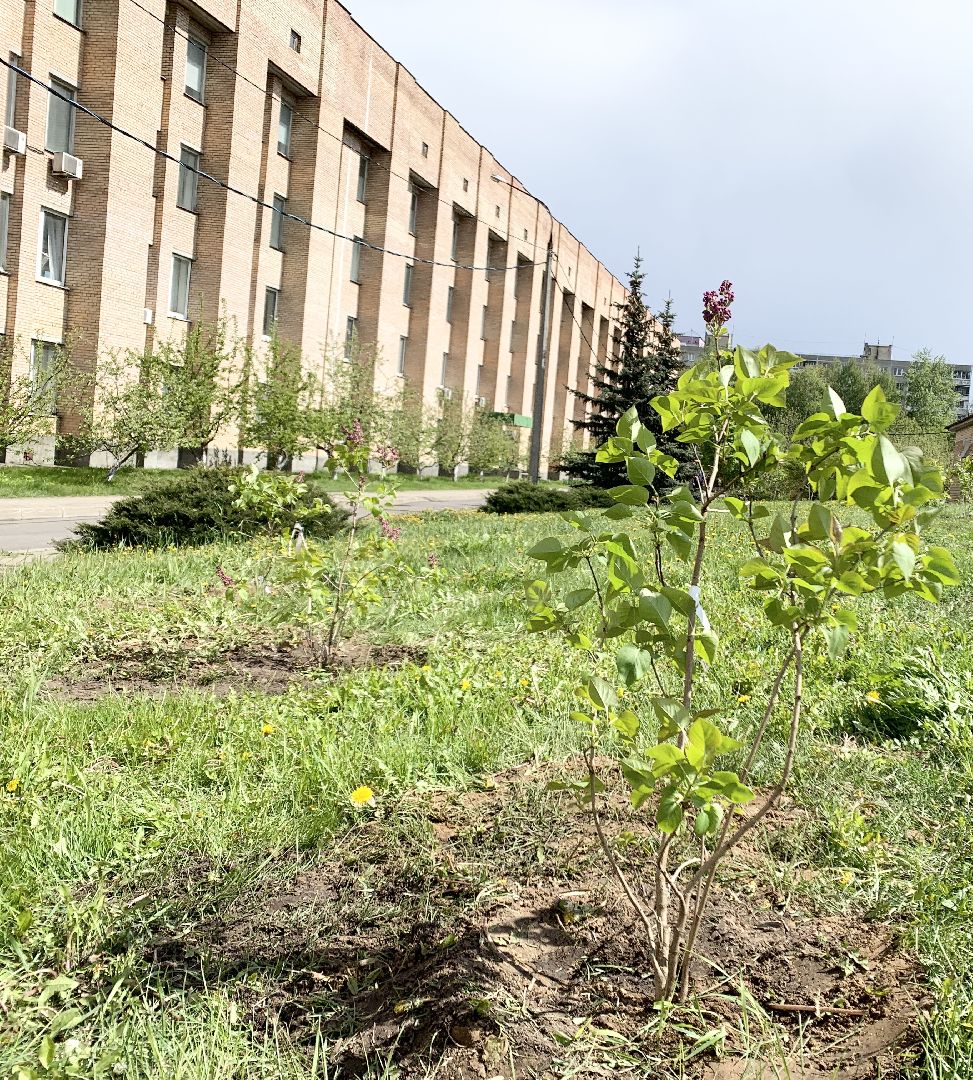 Балашиха, Подмосковье, День Победы, Сиреневый парк Победы 2024, аллея памяти, сиреневая аллея, митинг,