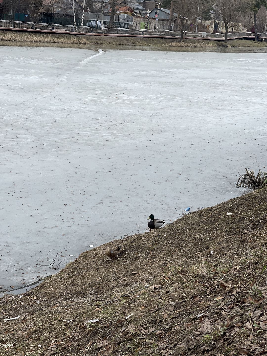 Одинцово, Немчиновка, экология, пруд, Добродел,