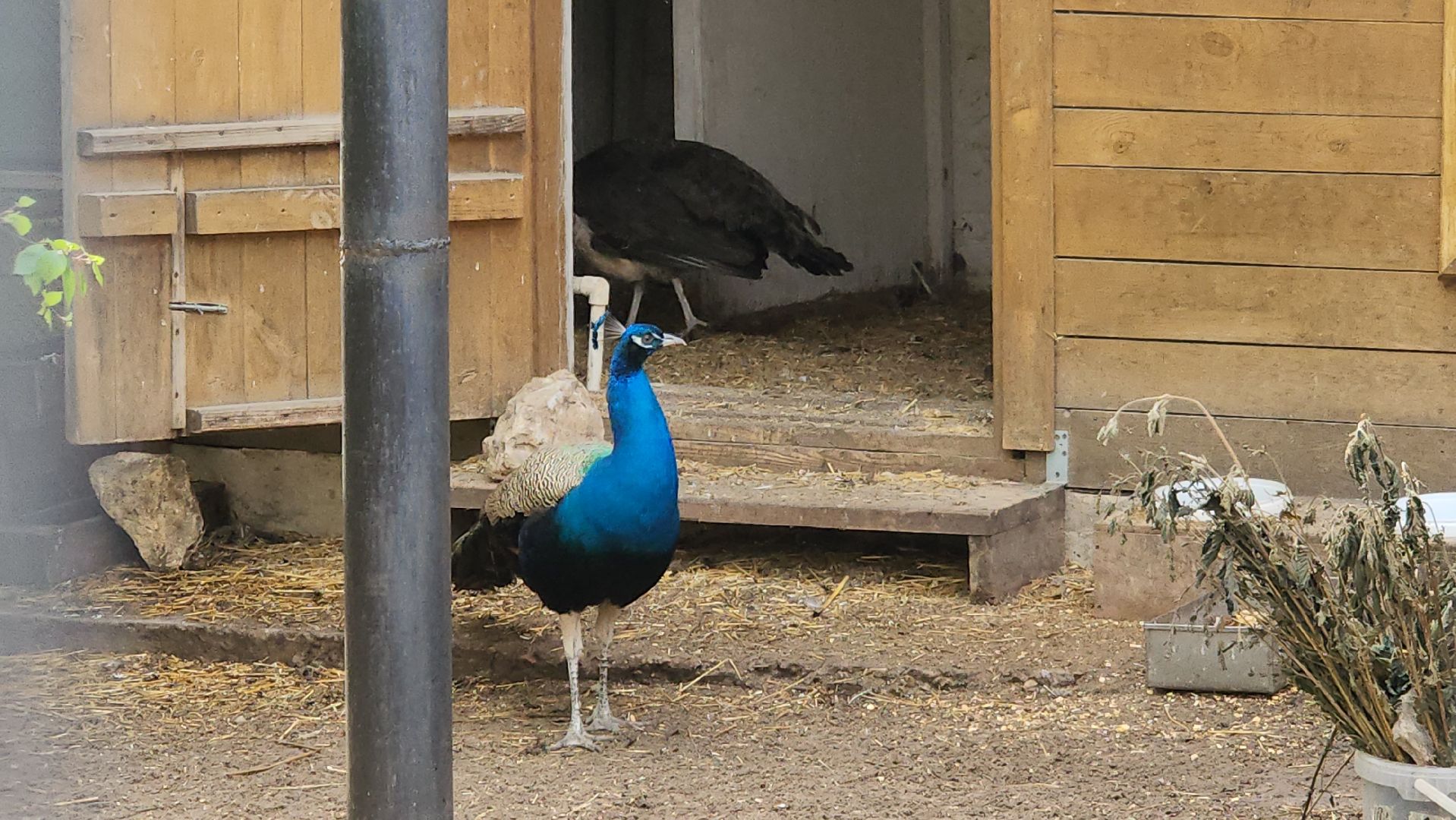 женский владычный монастырь, серпухов, владычная слобода, павлины, пасха в серпухове,