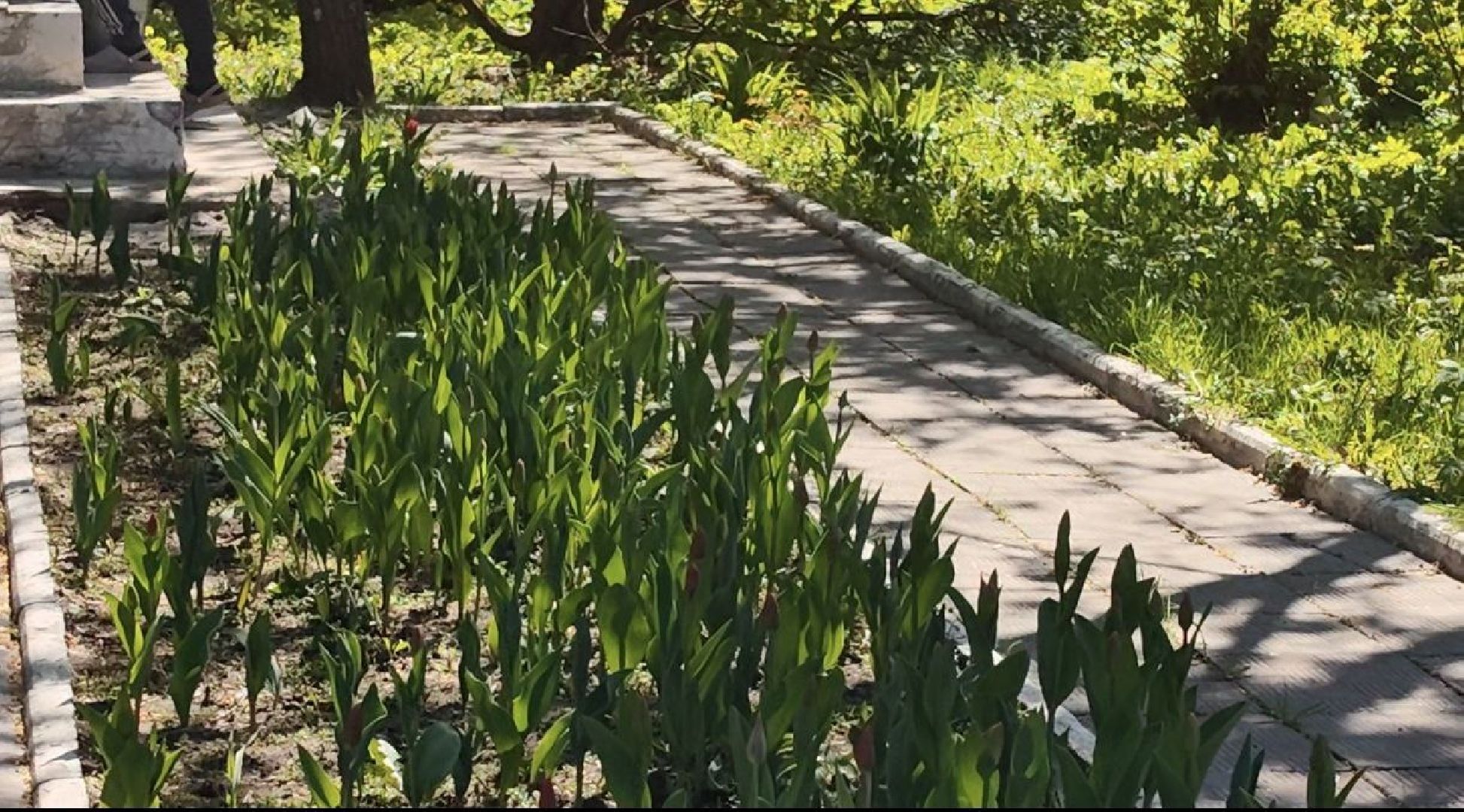 памятник, мемориал, день победы, благоуйстройство, высадка цветов,