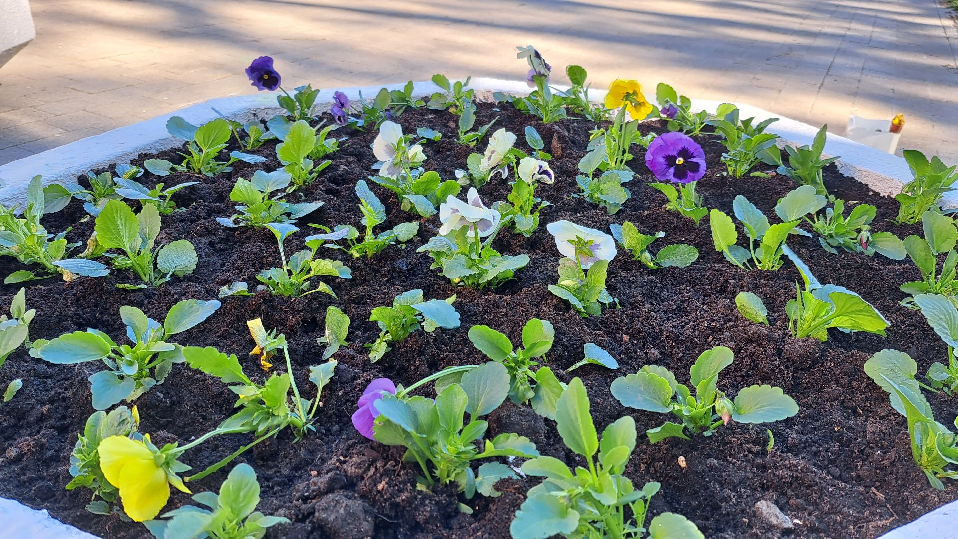 Щелково, цвет, набережная,