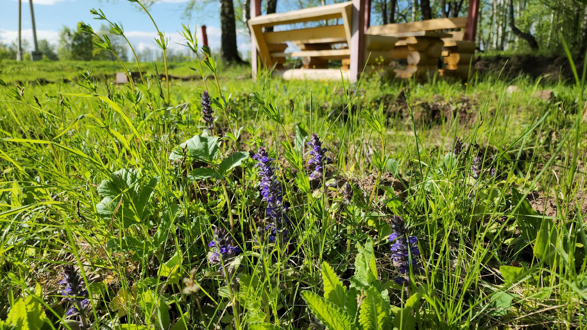 кашира, зона для отдыха, отдых в лесу, зона для пикника, мангал, шашлык, комлесхоз,