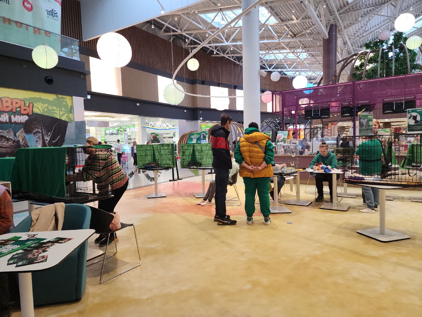 пушкино, бездомные животные, пристройство, мероприятие, волонтерство,