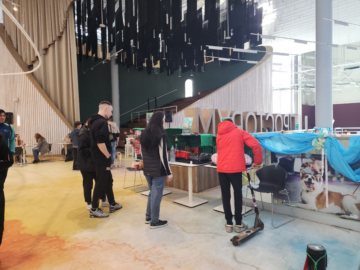 пушкино, бездомные животные, пристройство, мероприятие, волонтерство,