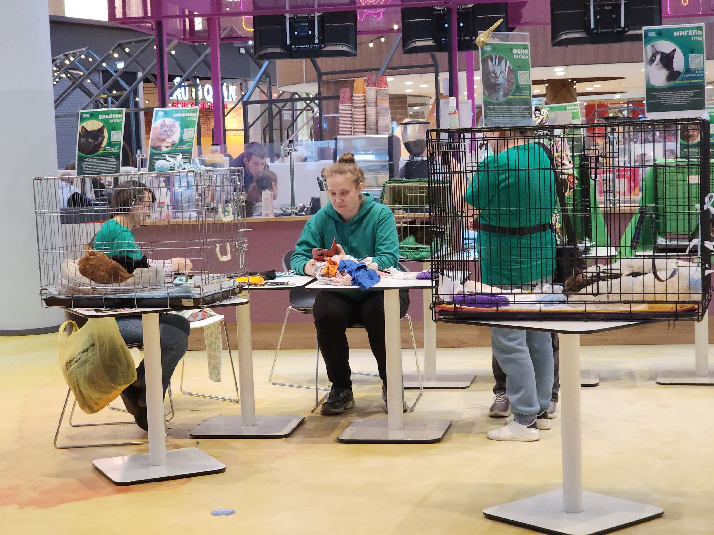 пушкино, бездомные животные, пристройство, мероприятие, волонтерство,