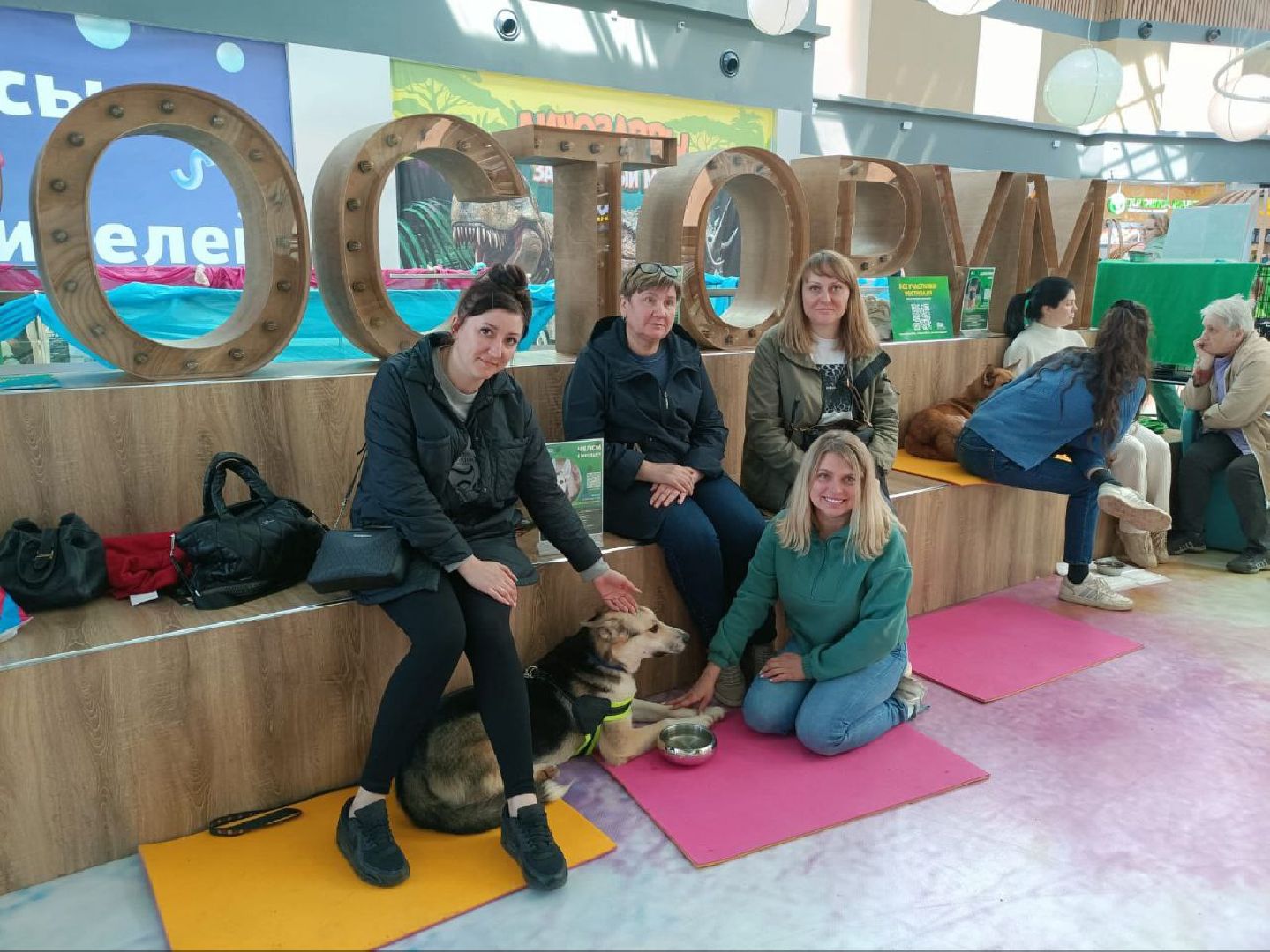 пушкино, бездомные животные, пристройство, мероприятие, волонтерство,