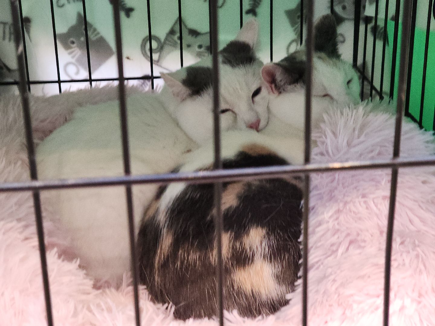 пушкино, бездомные животные, пристройство, мероприятие, волонтерство,