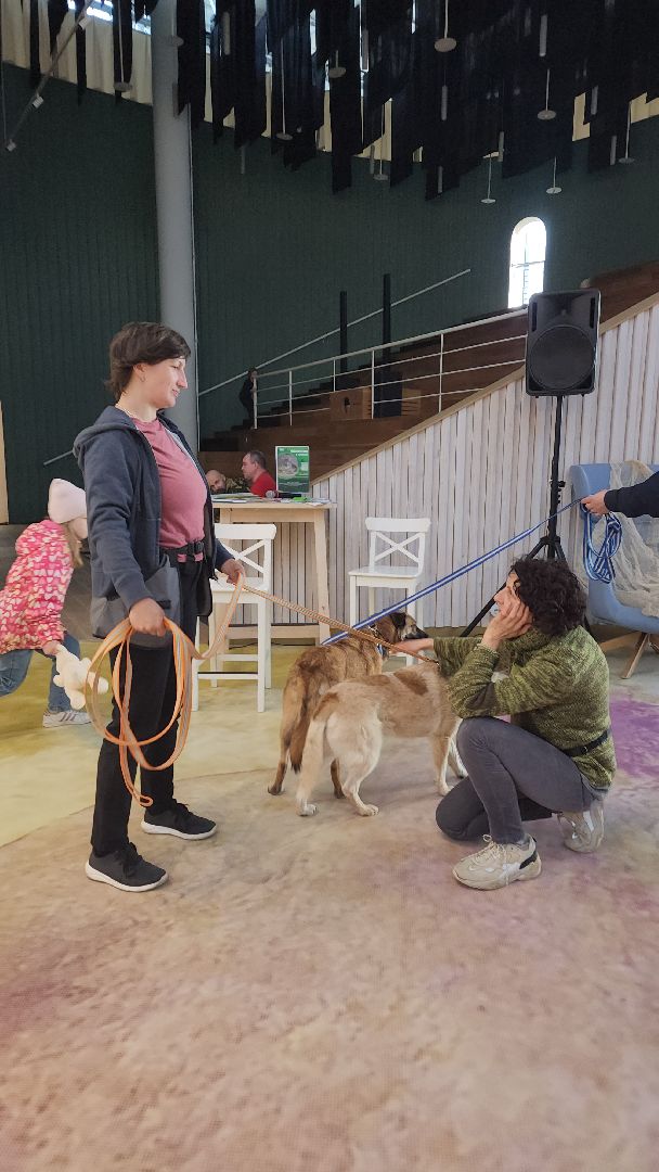 пушкино, бездомные животные, пристройство, мероприятие, волонтерство,