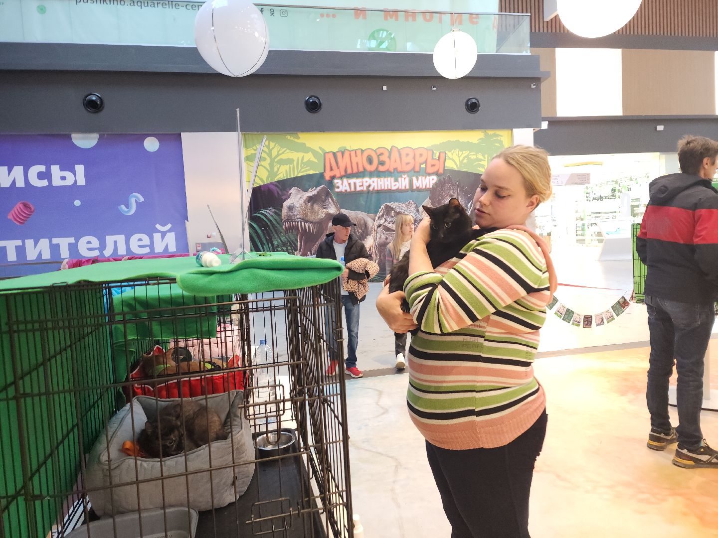 пушкино, бездомные животные, пристройство, мероприятие, волонтерство,
