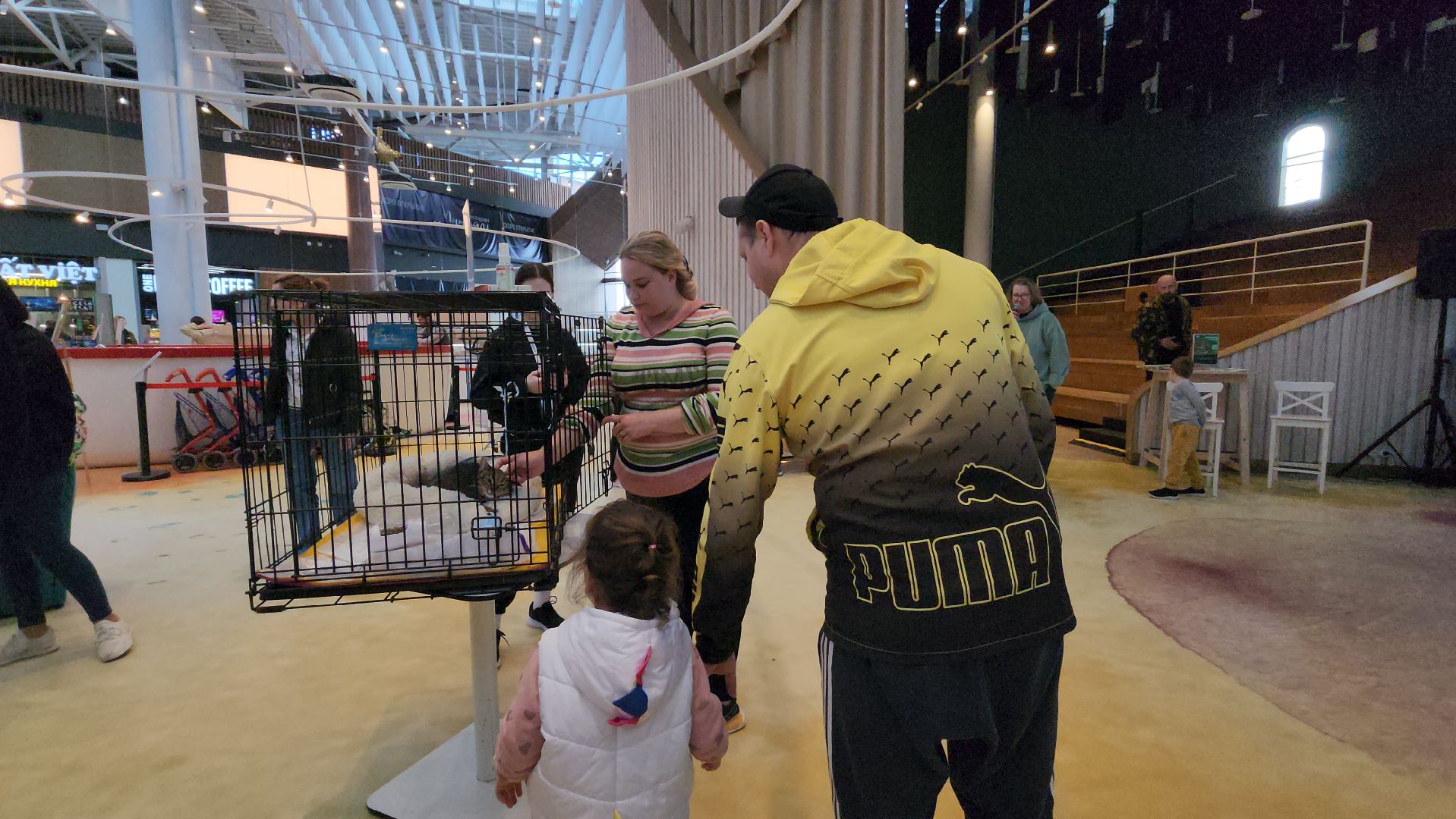 пушкино, бездомные животные, пристройство, мероприятие, волонтерство,