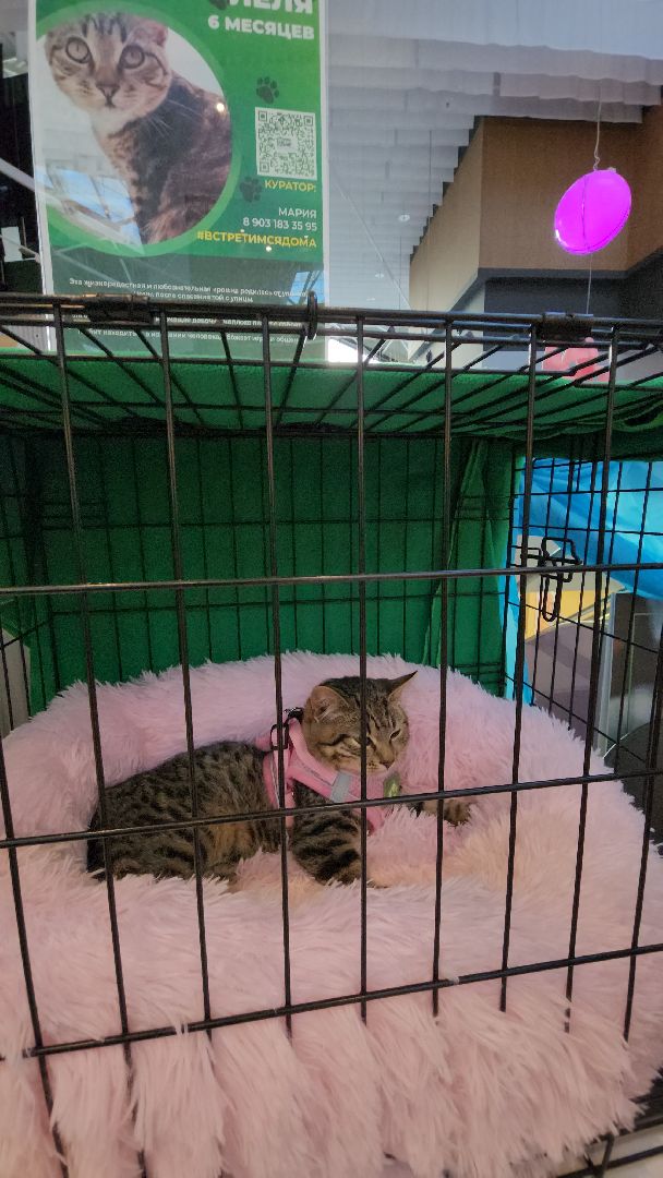 пушкино, бездомные животные, пристройство, мероприятие, волонтерство,