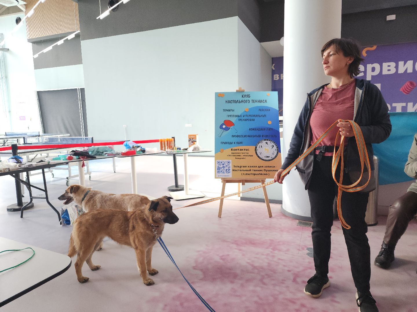 пушкино, бездомные животные, пристройство, мероприятие, волонтерство,