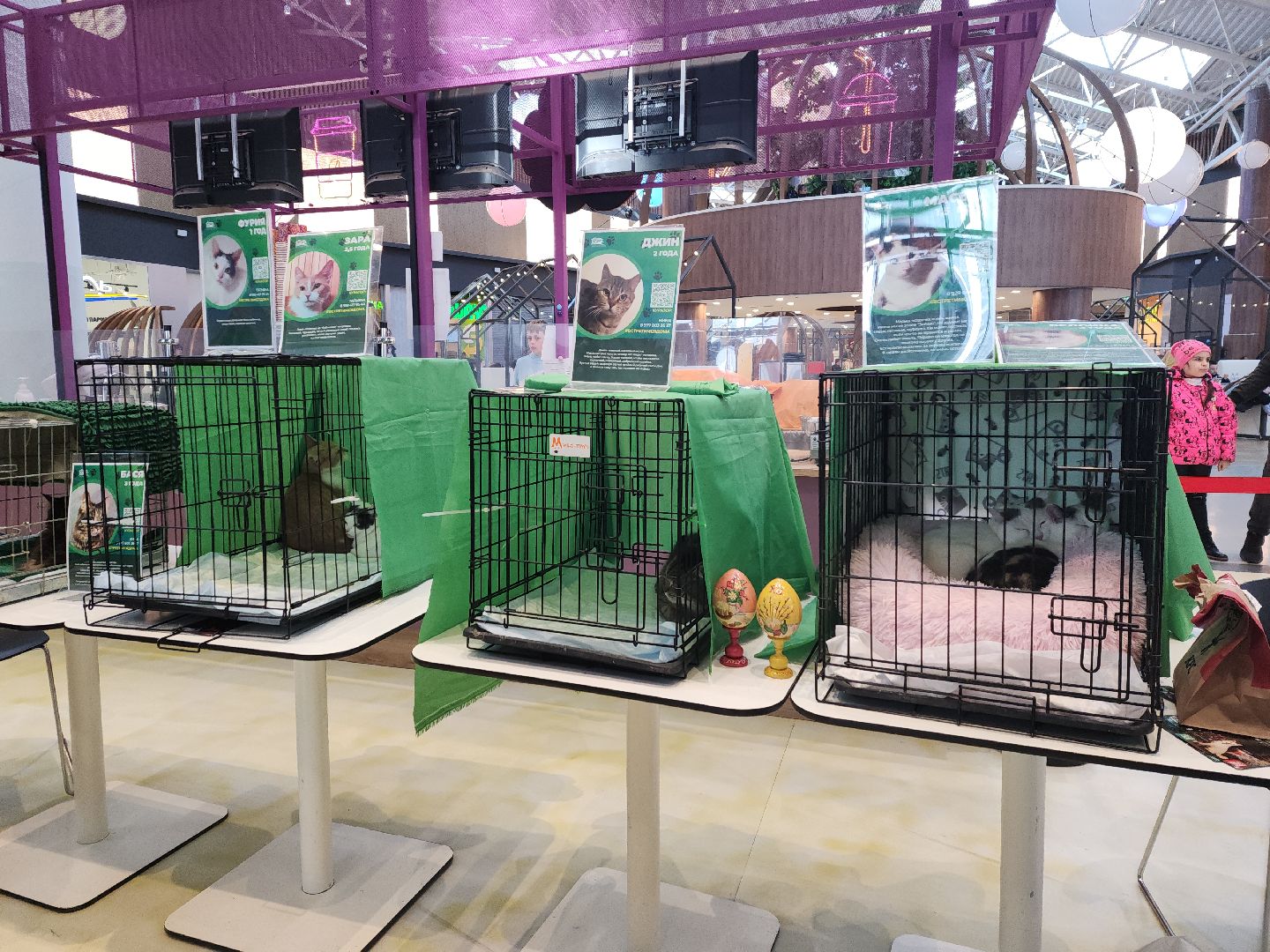 пушкино, бездомные животные, пристройство, мероприятие, волонтерство,