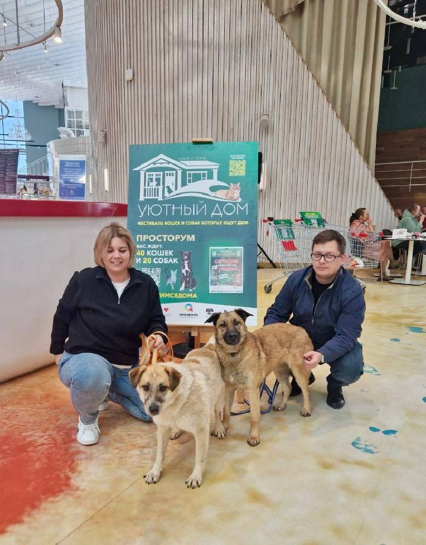 пушкино, бездомные животные, пристройство, мероприятие, волонтерство,