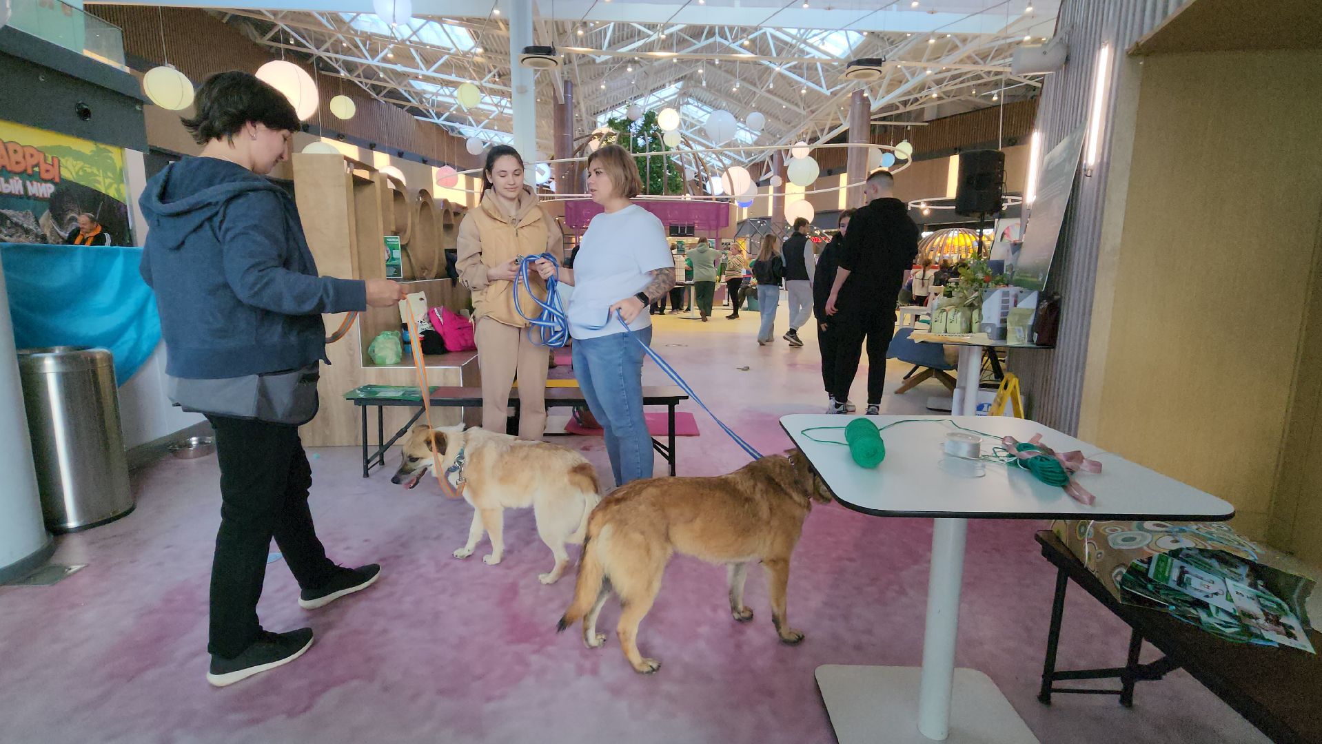 пушкино, бездомные животные, пристройство, мероприятие, волонтерство,