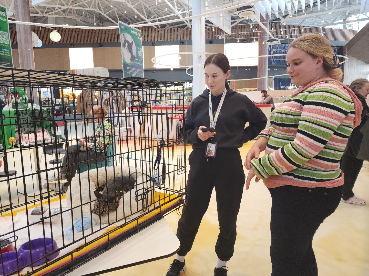 пушкино, бездомные животные, пристройство, мероприятие, волонтерство,