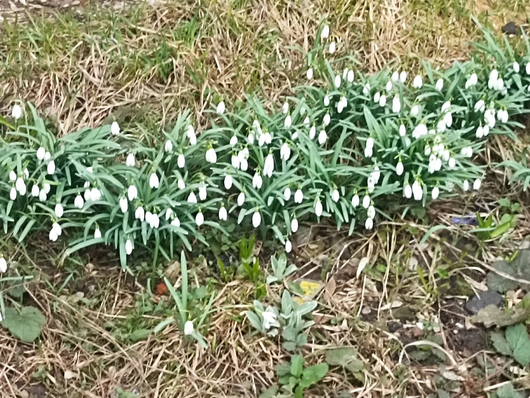 Серпухов, подснежники, весна