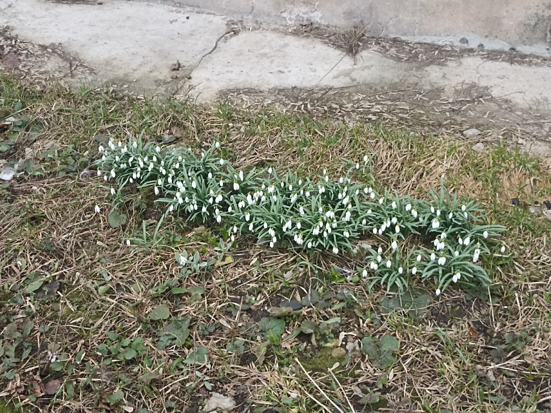 Серпухов, подснежники, весна