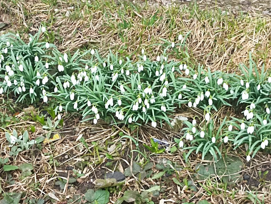 Серпухов, подснежники, весна