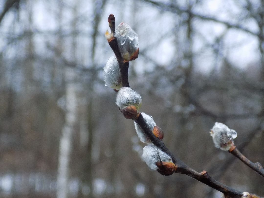 Шатура, цветение, верба, макросъёмка