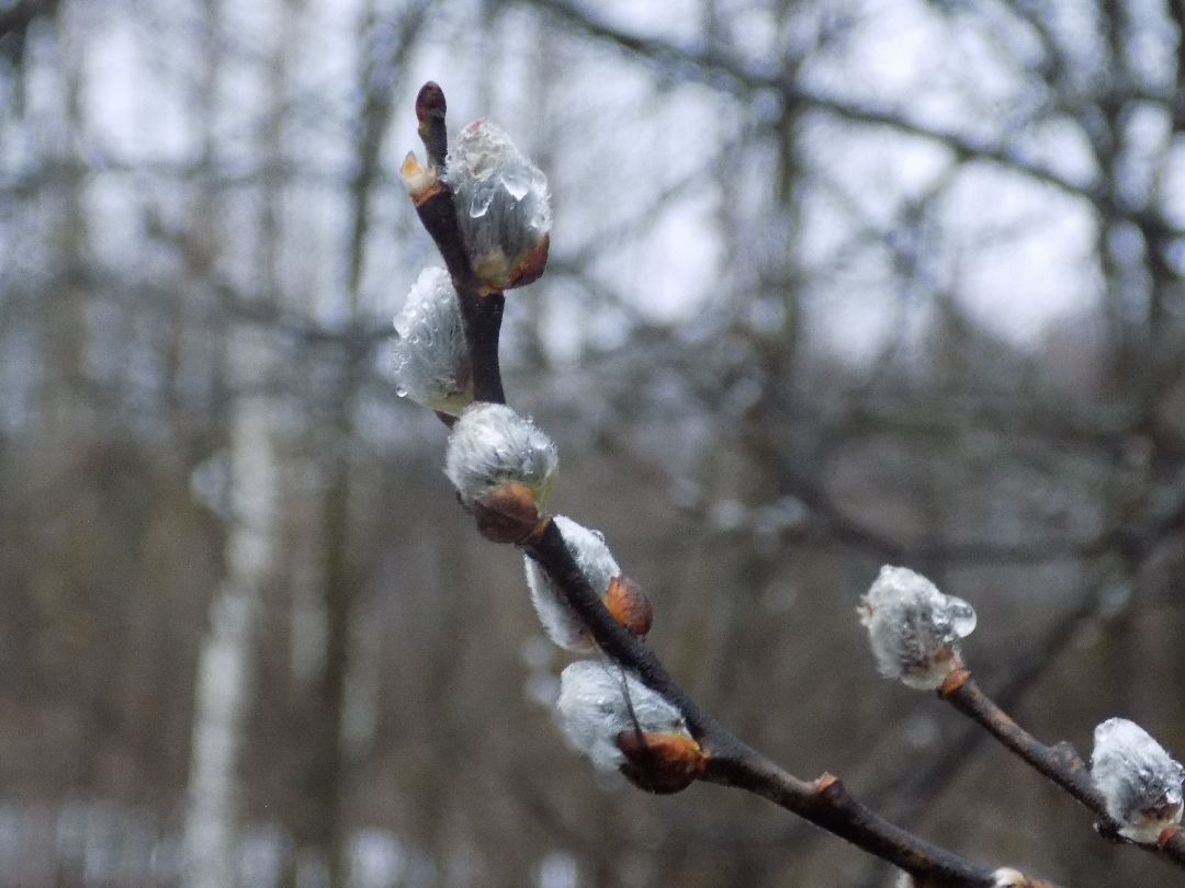 Шатура, цветение, верба, макросъёмка