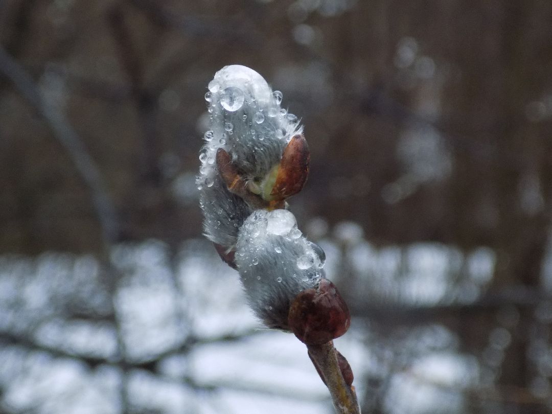 Шатура, цветение, верба, макросъёмка