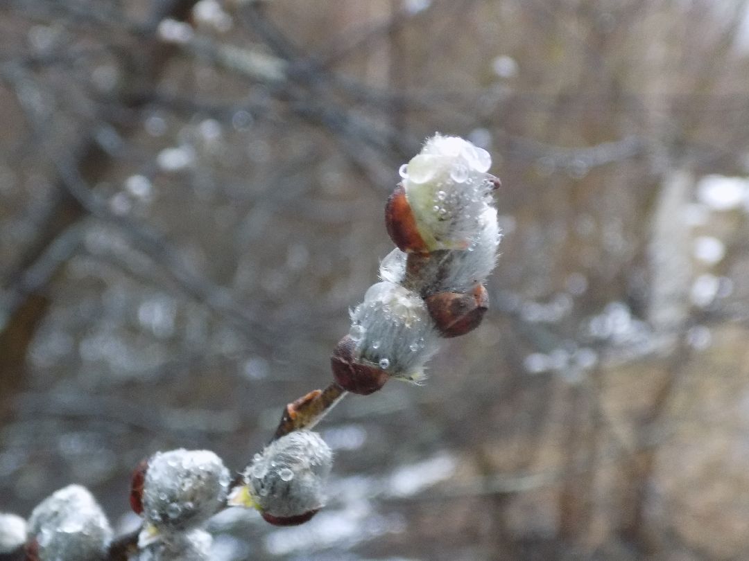 Шатура, цветение, верба, макросъёмка