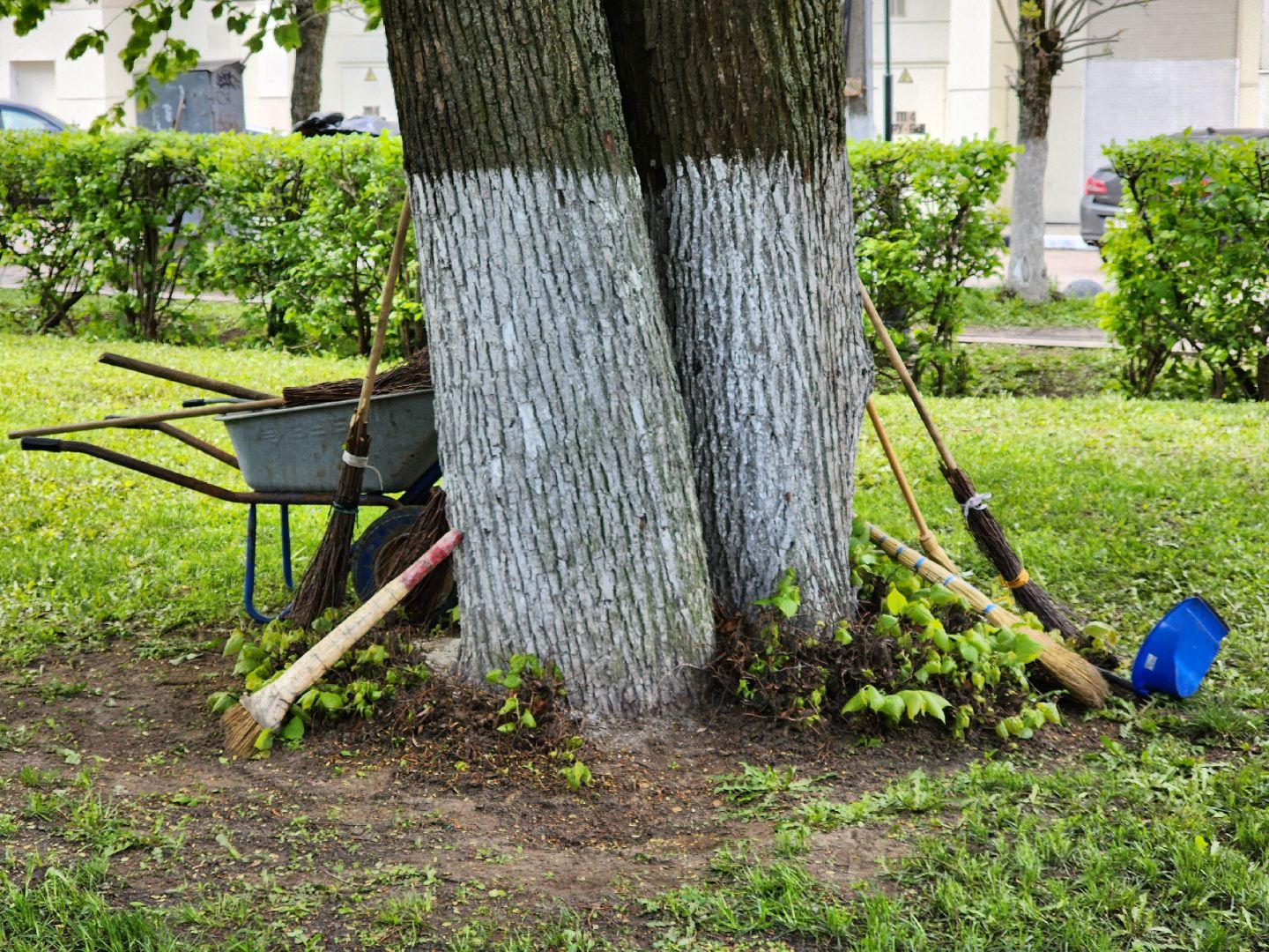 ногинск, благоустройство, день победы, уборка, общество,