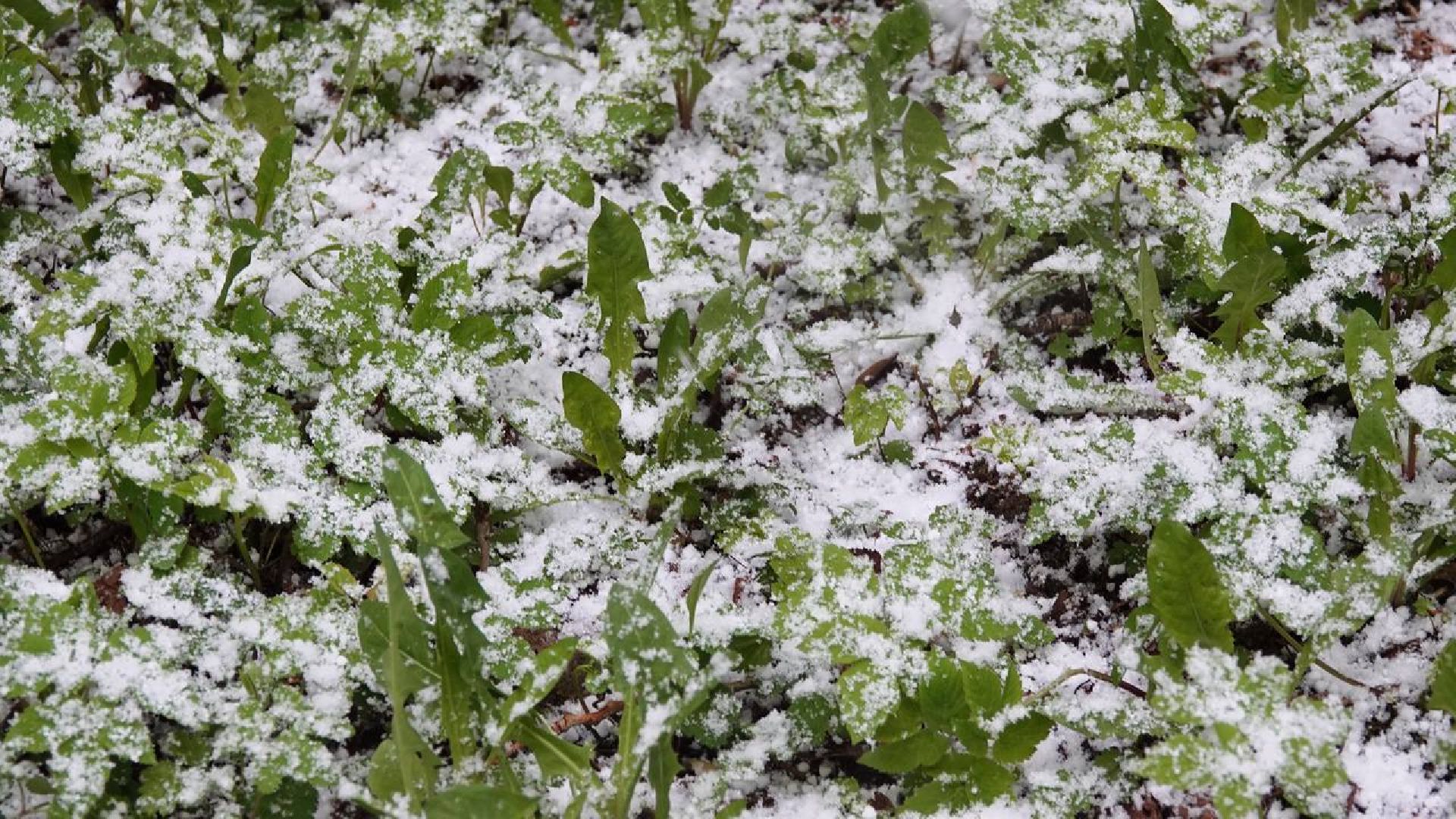 Погода, Снег, Май, Весна,Сергиев Посад,