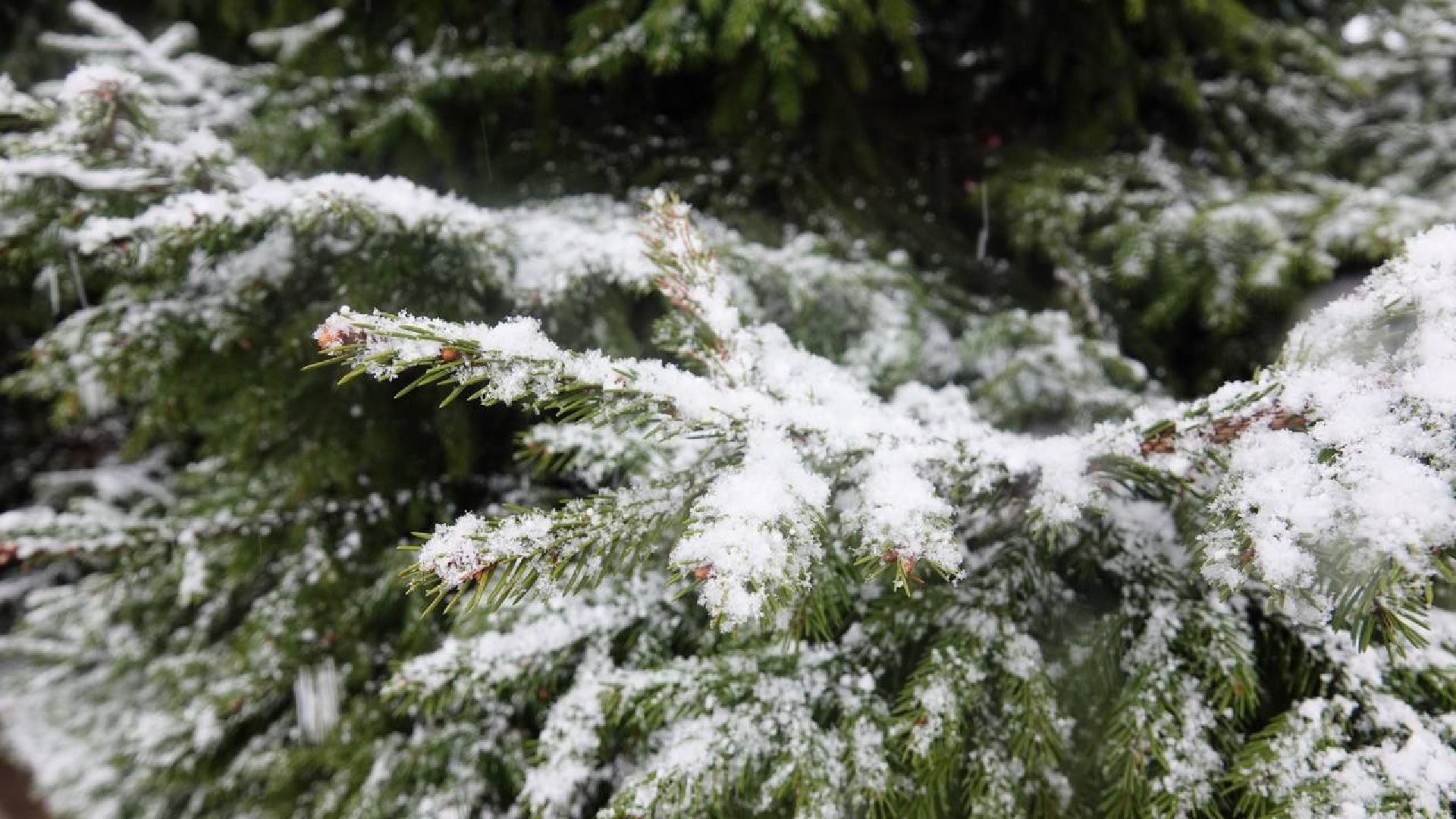 Погода, Снег, Май, Весна,Сергиев Посад,