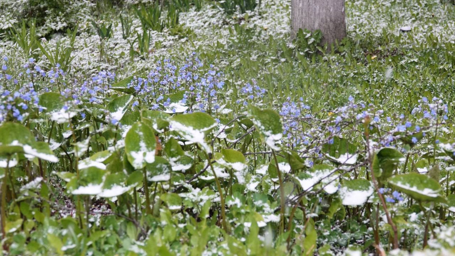 Погода, Снег, Май, Весна,Сергиев Посад,