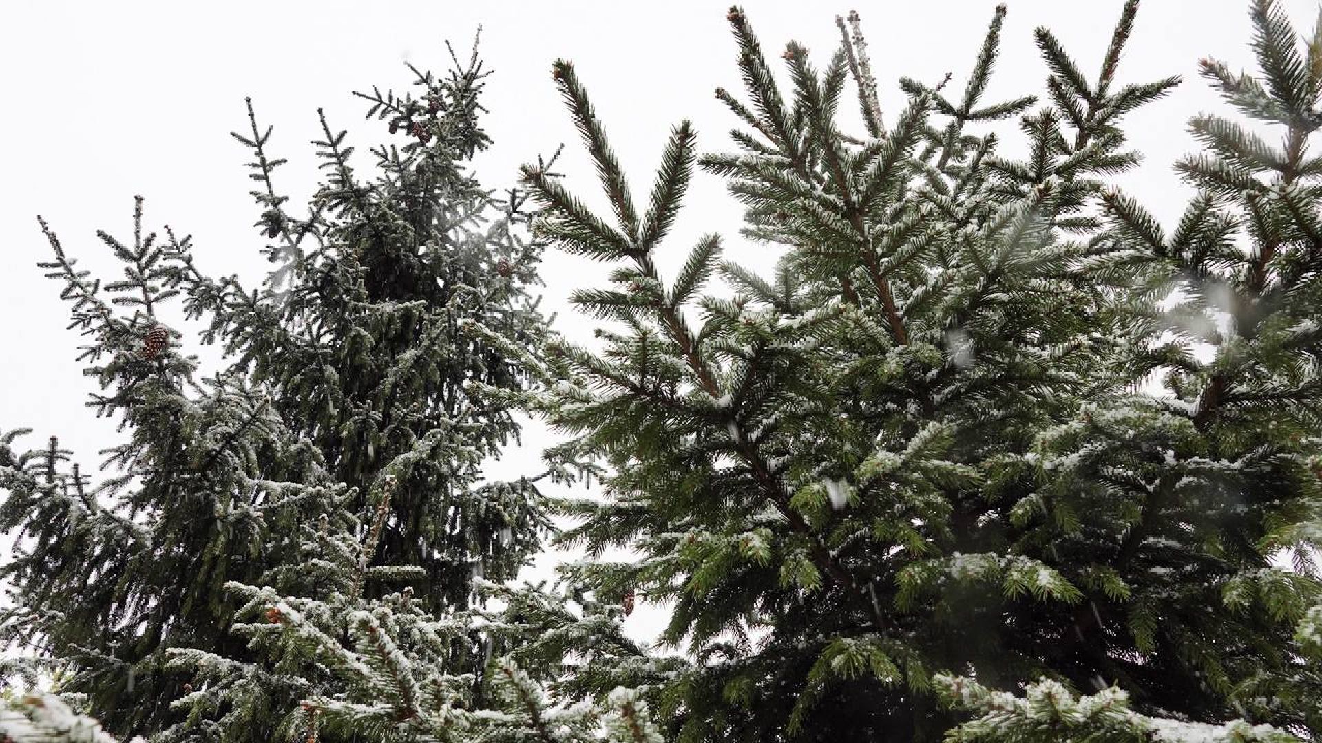 Погода, Снег, Май, Весна,Сергиев Посад,