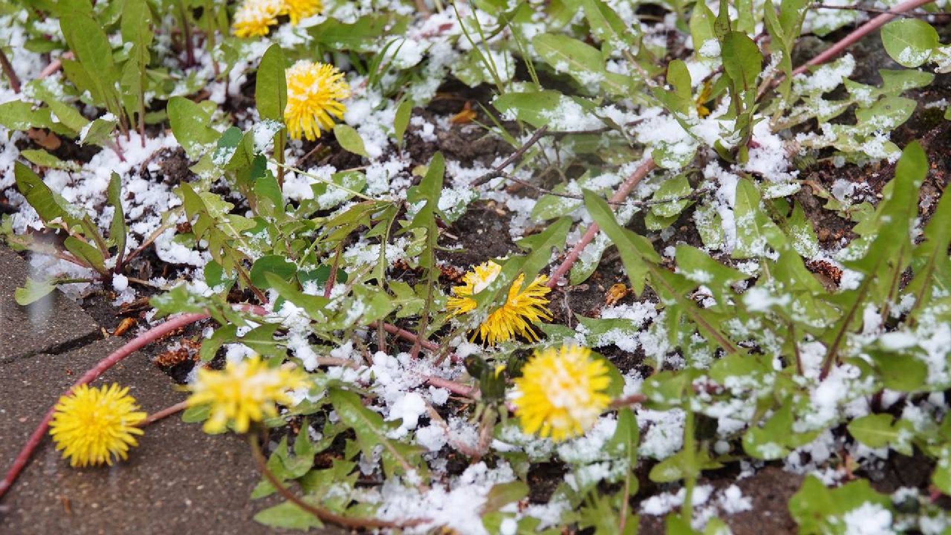 Погода, Снег, Май, Весна,Сергиев Посад,
