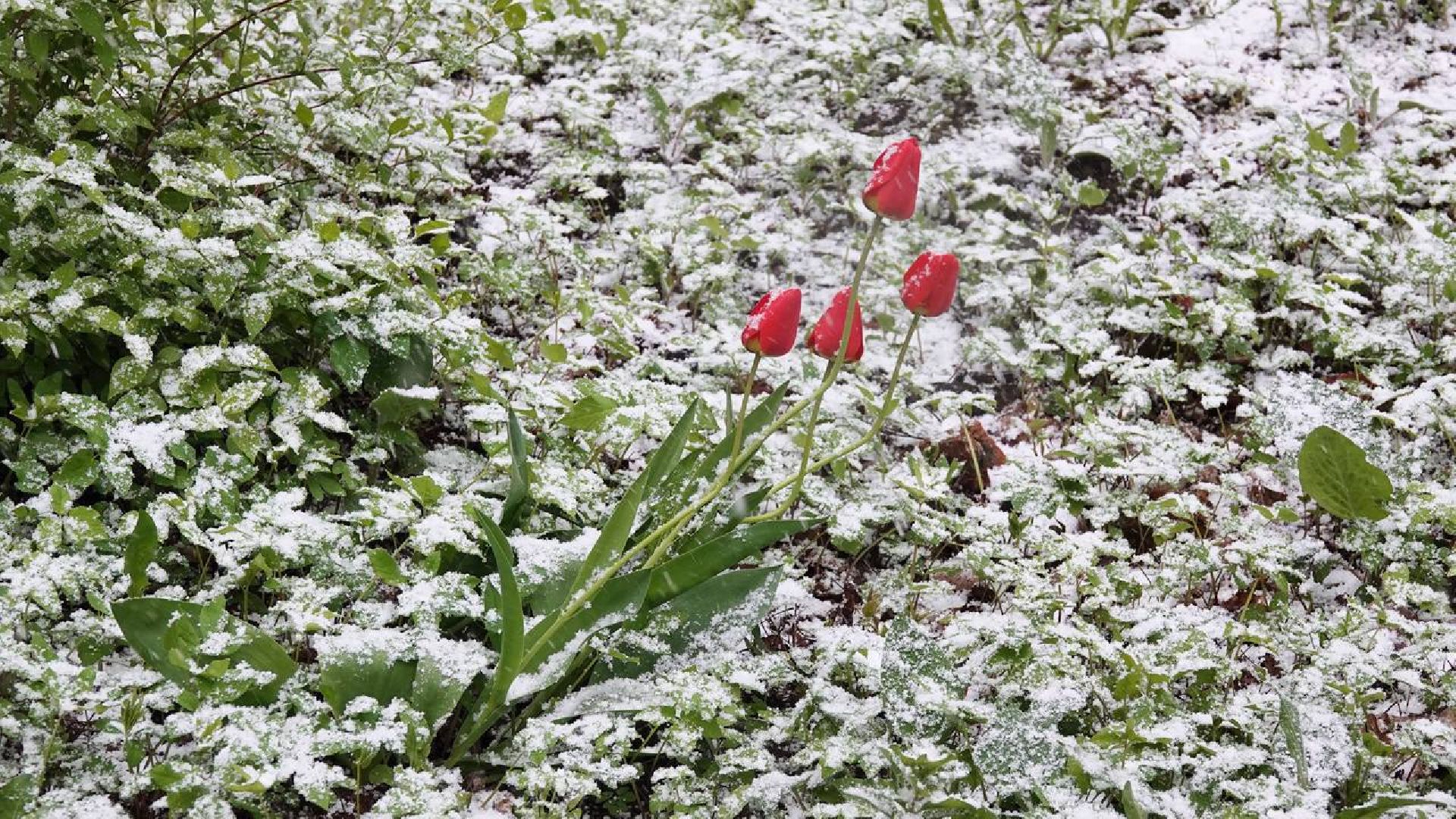 Погода, Снег, Май, Весна,Сергиев Посад,