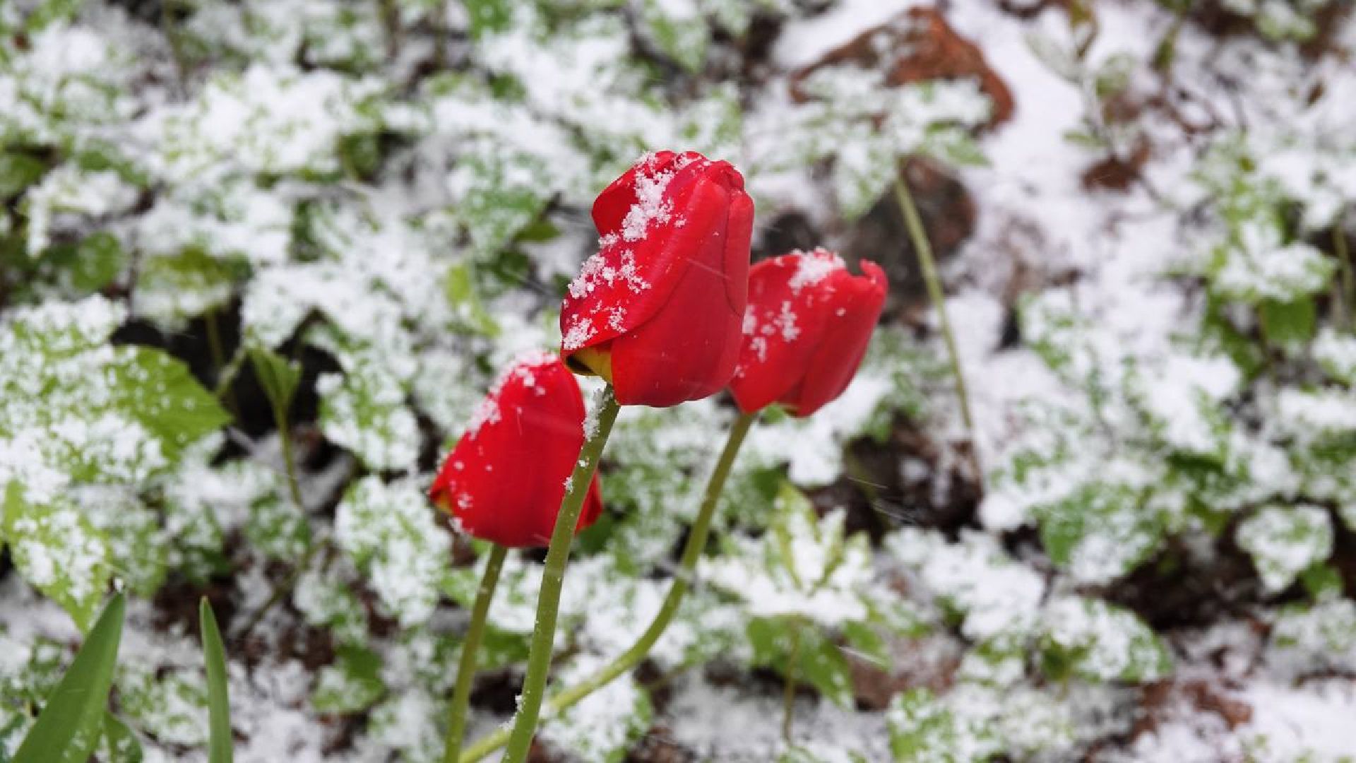 Погода, Снег, Май, Весна,Сергиев Посад,