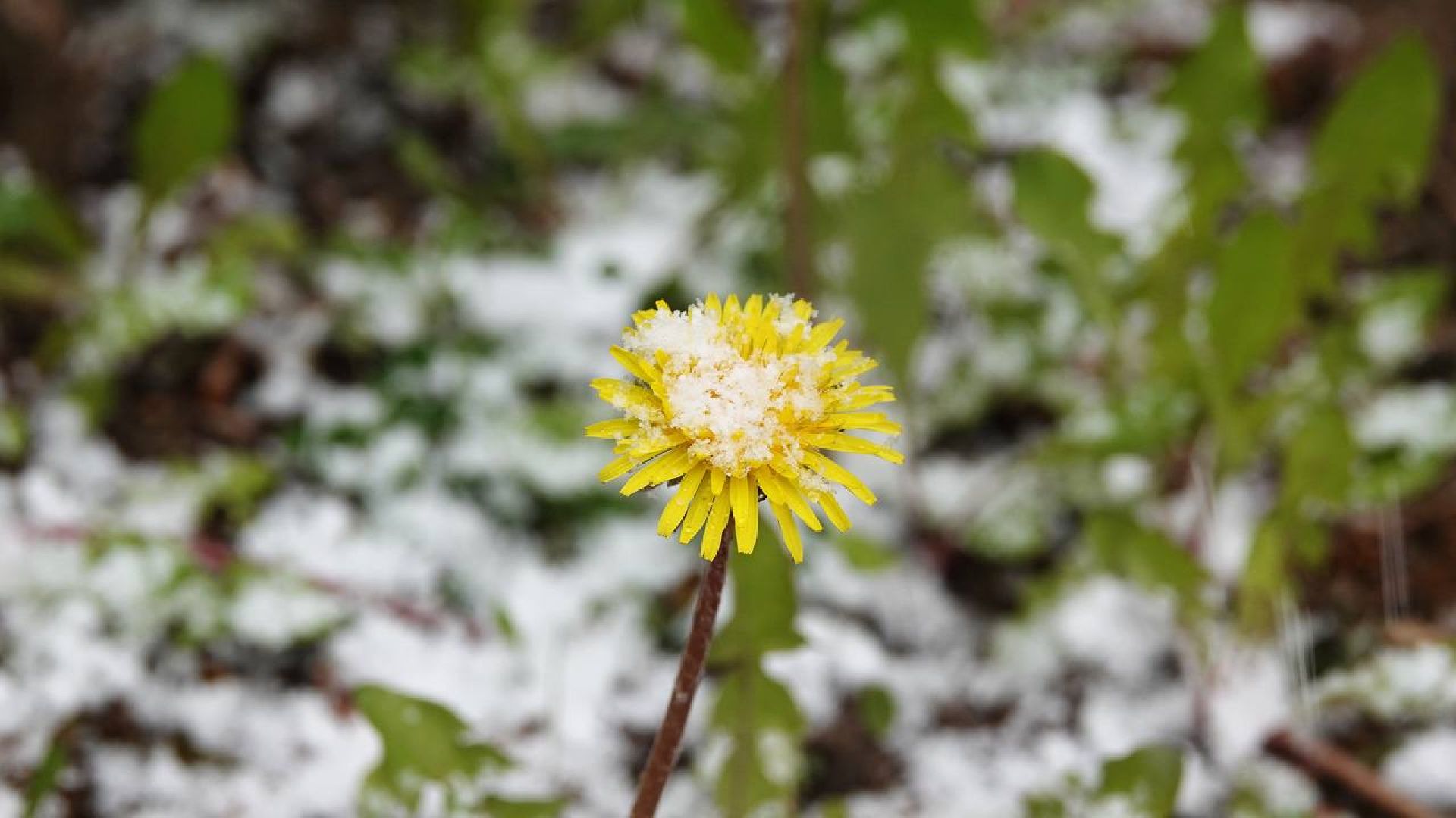 Погода, Снег, Май, Весна,Сергиев Посад,