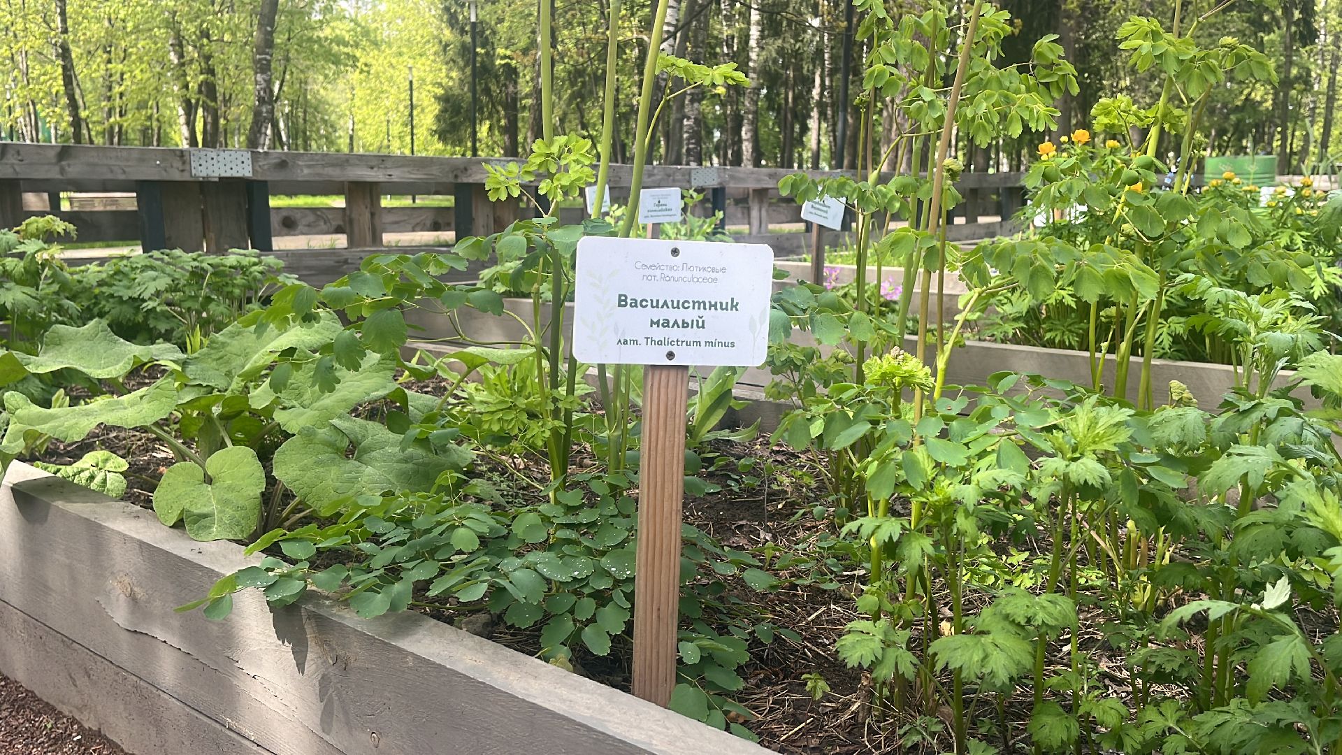 парк, парки балашихи, пестовский парк, аптекарский огород,