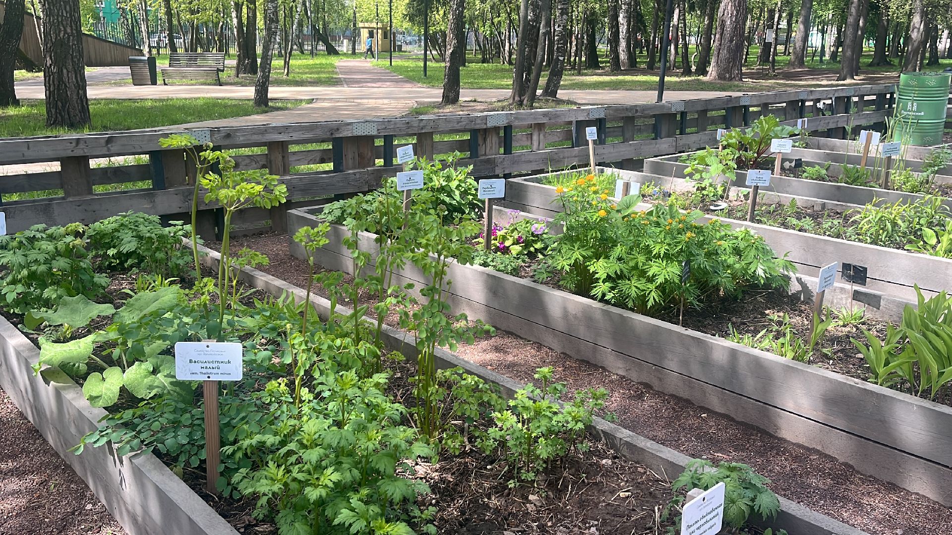 парк, парки балашихи, пестовский парк, аптекарский огород,