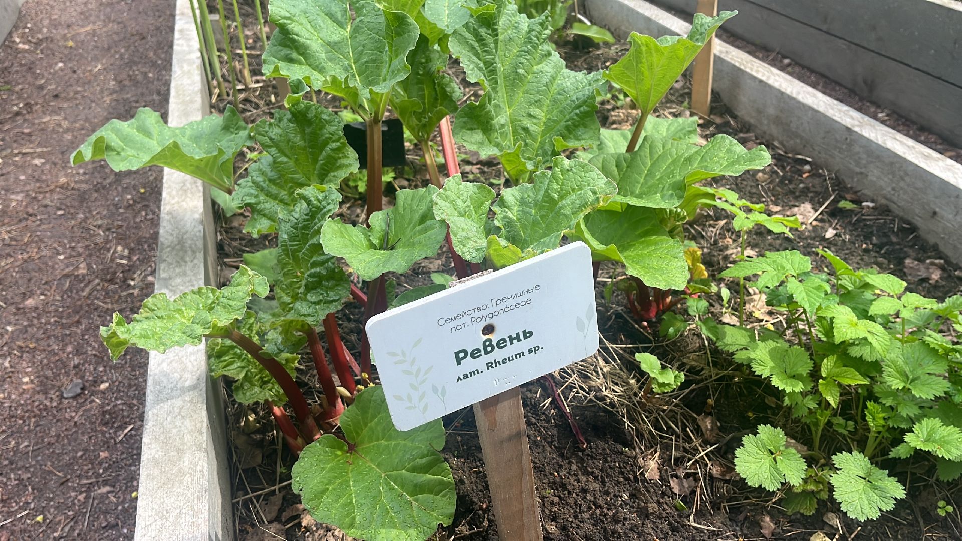 парк, парки балашихи, пестовский парк, аптекарский огород,