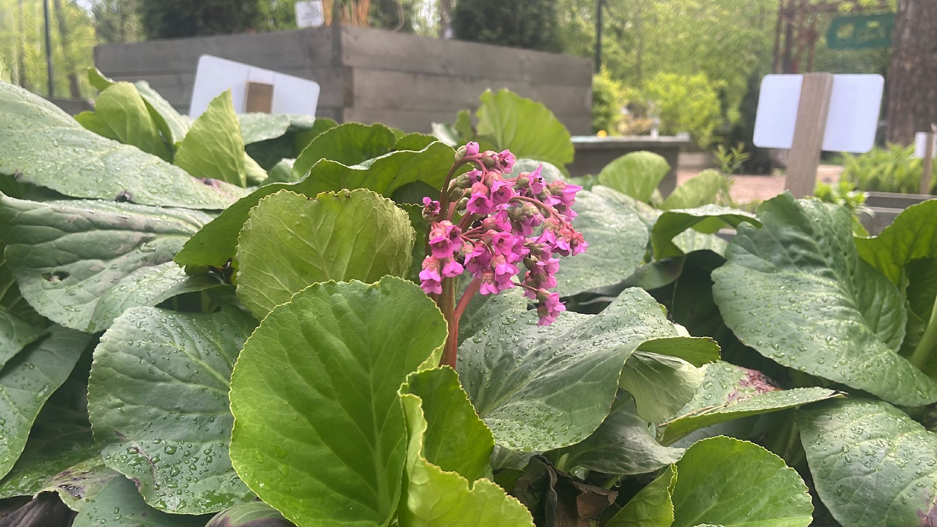 парк, парки балашихи, пестовский парк, аптекарский огород,