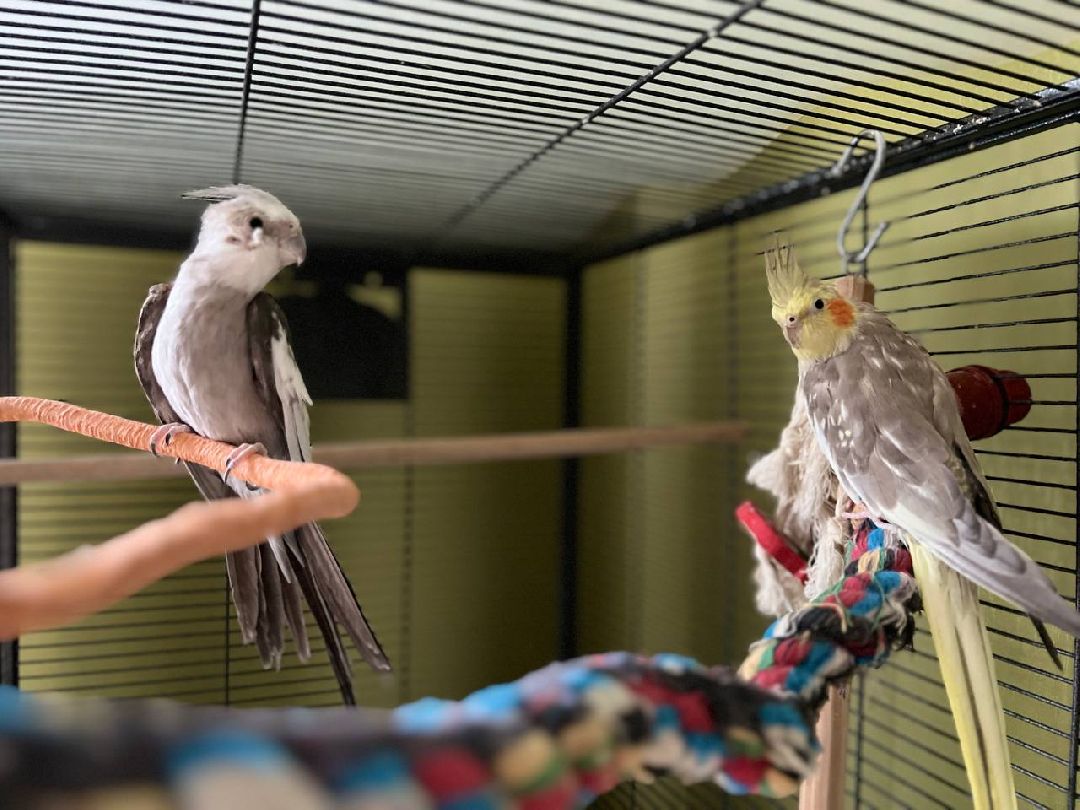 Подольск, птицы