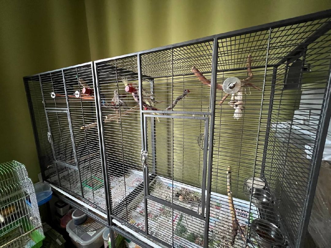 Подольск, птицы