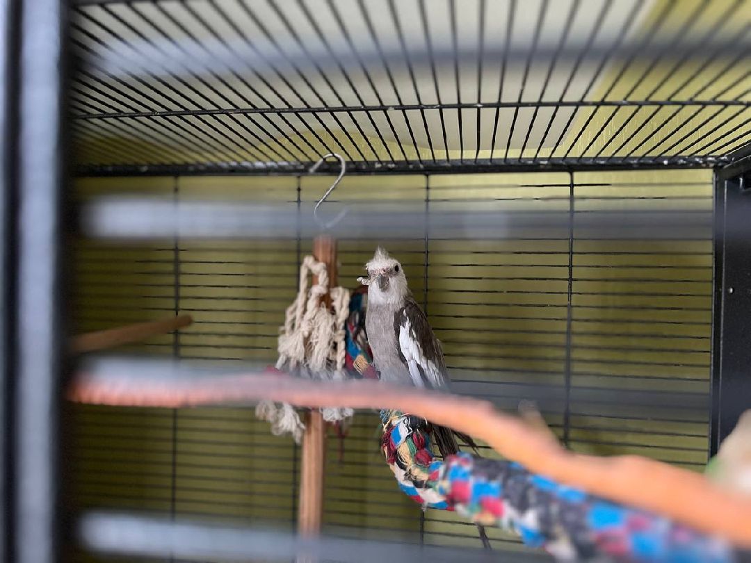 Подольск, птицы