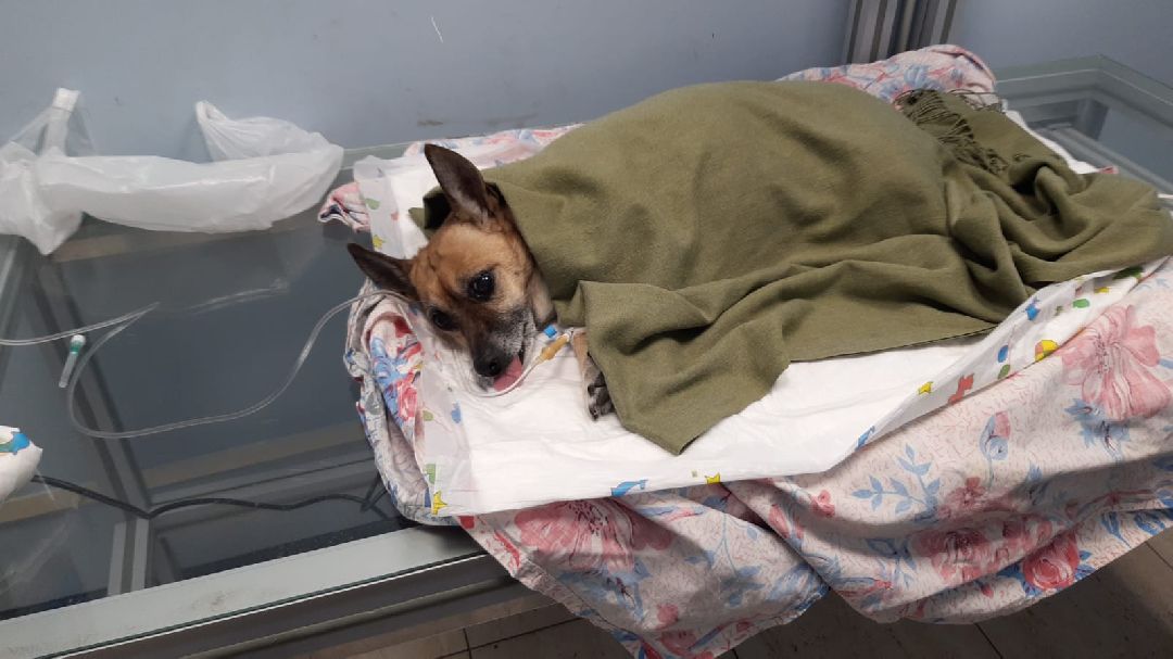 Раменское, общество