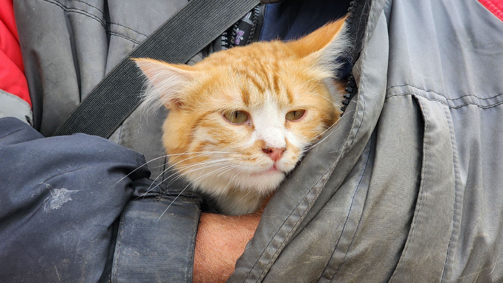 солнечногорск, Смирновка, животные, бешенство, вакцинация от бешенства,