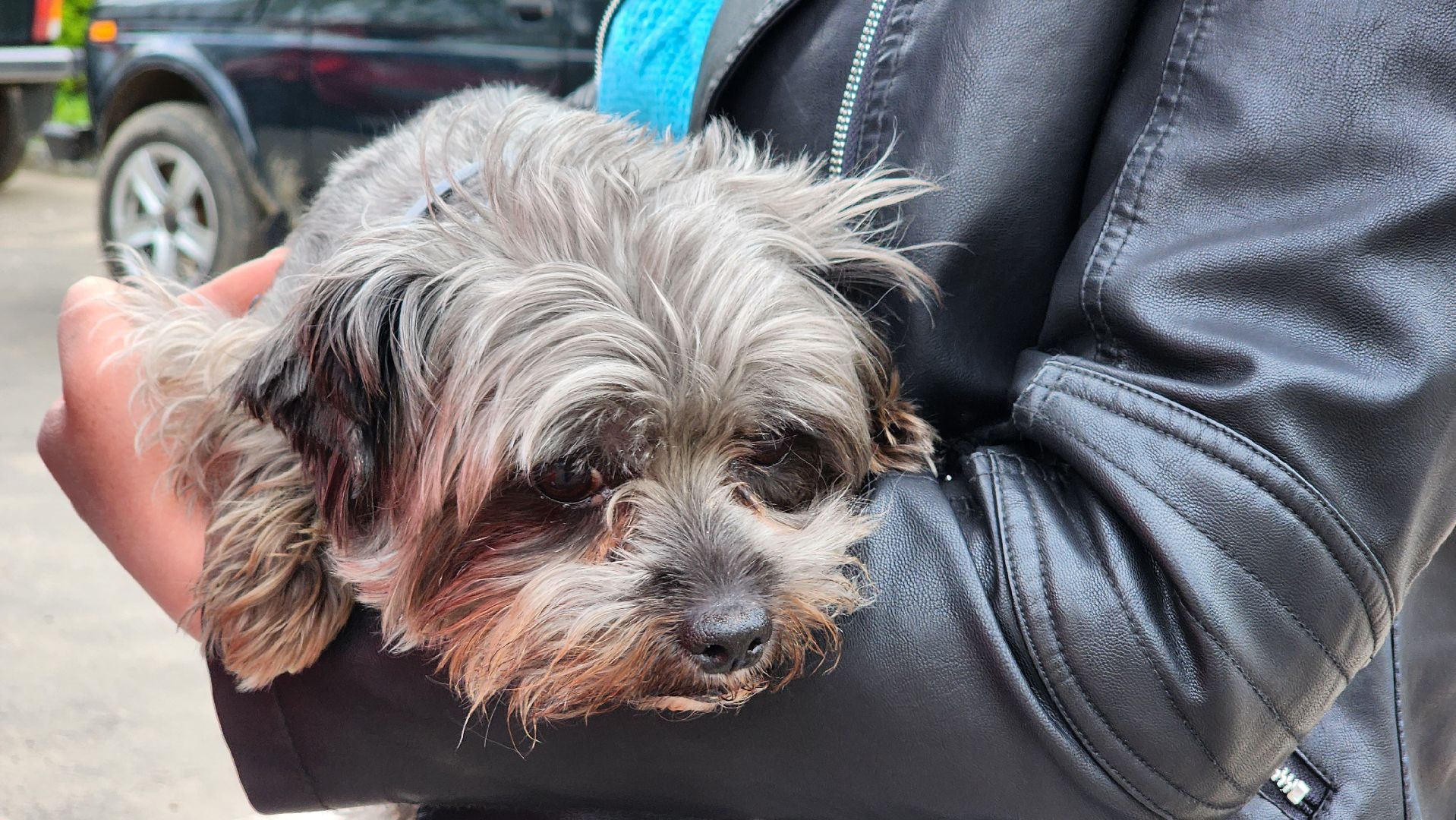 солнечногорск, Смирновка, животные, бешенство, вакцинация от бешенства,