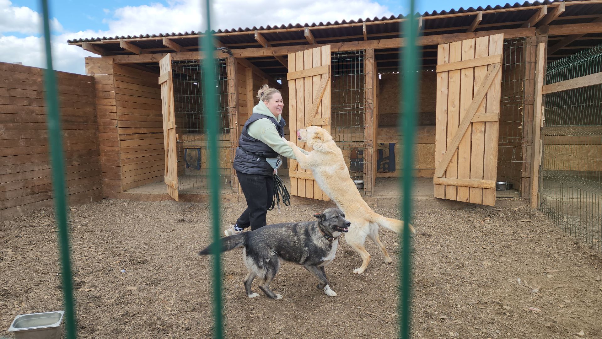 красногорск, приют для животных, лохматый ангел,